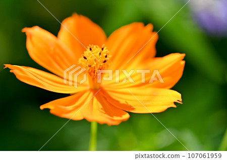 在秋天的花床上盛開的基巴納波斯菊的橙花 107061959