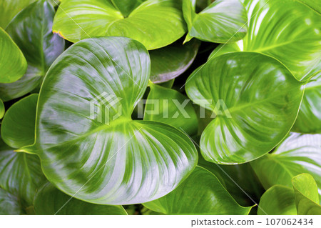 The Homalomenae or 'Emerald Gem' leaf tree in the garden. The Homalomenae or 'Emerald Gem' leaf tree in the garden. 107062434