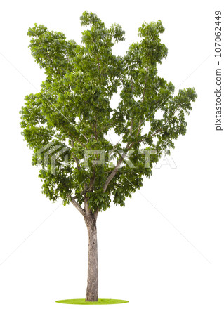 Tree isolated on white background, Green leaf foliage, Tropical trees are suitable. Tree isolated on white background, Green leaf foliage, Tropical trees are suitable. 107062449