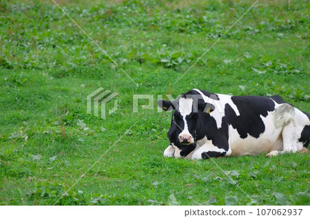 [附影片]北海道農場風景/荷斯坦牛 107062937