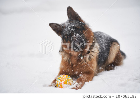A dog plays in a snowstorm in winter. 107063182