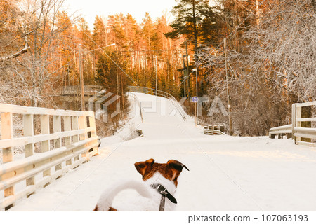 Dog walking on leash looking at typical Finnish view with pedestrian way Dog walking on leash looking at typical Finnish view with pedestrian way 107063193