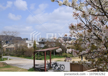 Shinsui Central Park in spring when cherry blossoms are in full bloom (Ashiya City, Hyogo Prefecture) Shinsui Central Park in spring when cherry blossoms are in full bloom (Ashiya City, Hyogo Prefecture) 107063262
