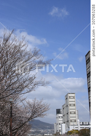Rows of cherry blossom trees in full bloom near Seaside Town, Ashiya City, Hyogo Prefecture Rows of cherry blossom trees in full bloom near Seaside Town, Ashiya City, Hyogo Prefecture 107063288