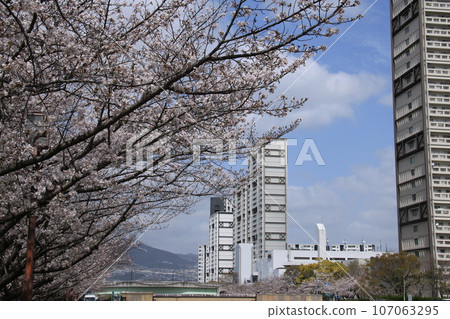 Rows of cherry blossom trees in full bloom near Seaside Town, Ashiya City, Hyogo Prefecture Rows of cherry blossom trees in full bloom near Seaside Town, Ashiya City, Hyogo Prefecture 107063295