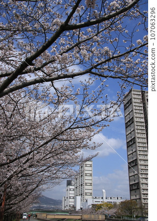 Rows of cherry blossom trees in full bloom near Seaside Town, Ashiya City, Hyogo Prefecture Rows of cherry blossom trees in full bloom near Seaside Town, Ashiya City, Hyogo Prefecture 107063296