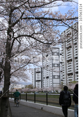 People walking along the cherry blossom trees in full bloom along the Miyagawa River in Ashiya City, Hyogo Prefecture 107063314