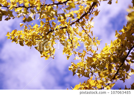 Yellow ginkgo leaves that shine against the blue sky 107063485