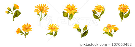 Arnica Yellow Flower Head with Long Ray Florets on Green Stem Vector Set 107063492