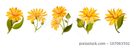 Arnica Yellow Flower Head with Long Ray Florets on Green Stem Vector Set 107063502