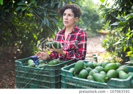 Skilled female gardener gathering crop of avocado fruits in orchard. Harvest time 107063591