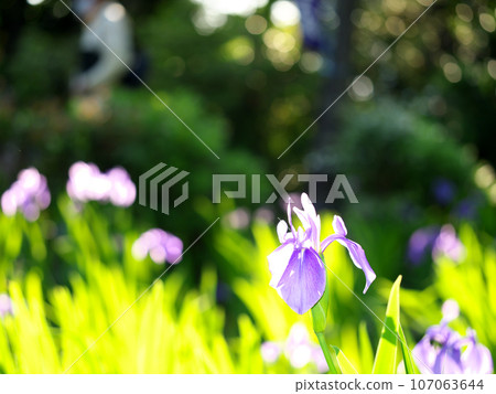 Iris on a sunny day Iris on a sunny day 107063644