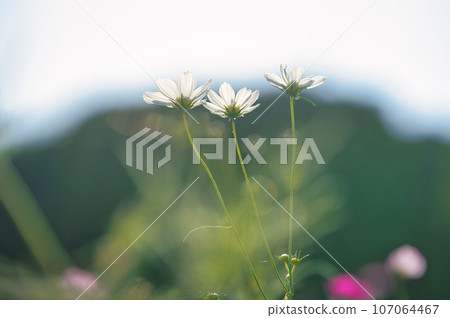 Pure white cosmos three wheels Pure white cosmos three wheels 107064467