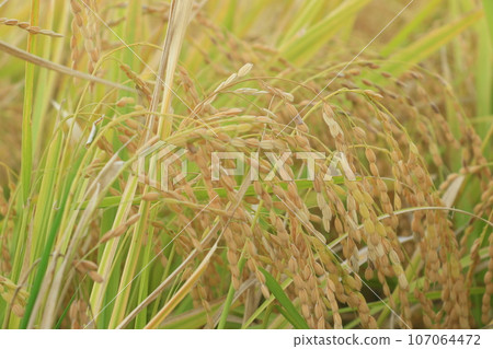結實的稻穗、稻田豐收、水稻栽培稻穗 107064472