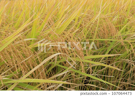 Fruited rice ears, a good harvest of rice fields, rice cultivated rice ears 107064473