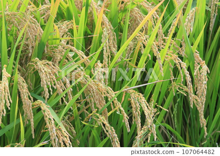 Fruited rice ears, a good harvest of rice fields, rice cultivated rice ears 107064482