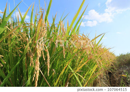 結實的稻穗、稻田豐收、水稻栽培稻穗 107064515