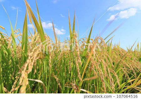 結實的稻穗、稻田豐收、水稻栽培稻穗 107064516