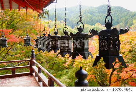 Tanzan Shrine/Hanging lanterns and autumn leaves at the worship hall (Sakurai City, Nara Prefecture) Tanzan Shrine/Hanging lanterns and autumn leaves at the worship hall (Sakurai City, Nara Prefecture) 107064643