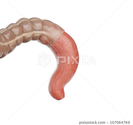 3d illustration of human rectum anatomy 107064769