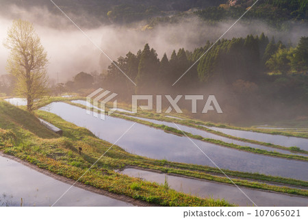 (Chiba Prefecture) Oyama Senmaida rice fields shrouded in morning mist in spring 107065021