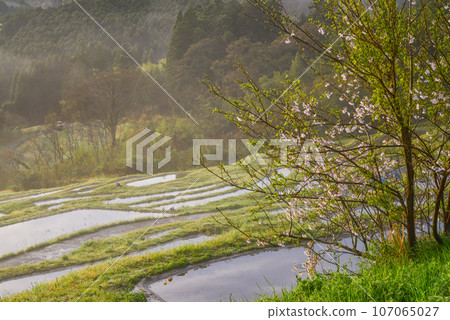 (千葉縣)春天晨霧籠罩的小山千枚田稻田 (千葉縣)春天晨霧籠罩的小山千枚田稻田 107065027