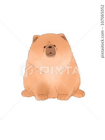 鬆獅犬坐著 鬆獅犬坐著 107065052