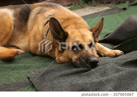 Lying german shepherd dog. Tired guard dog. Human best friend. Adult sheepdog. Adorable sad dog. Pedigree dog on backyard. Animal depression. Canine concept. Pet life. 107065067