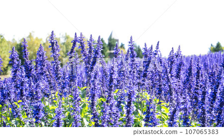 Salvia field under autumn sunshine 107065383