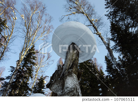 Winter snow mushroom Siberian mountain forest, view from below. Winter snow mushroom Siberian mountain forest, view from below. 107065511