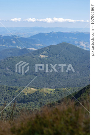 Mountain landscape with forest in the Carpathian mountains of Ukraine. 107065667