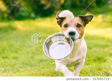 Hungry or thirsty dog fetches metal bowl to get feed or water 107065723