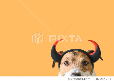 Dog wearing devilish horns as funny Halloween outfit Dog wearing devilish horns as funny Halloween outfit 107065725