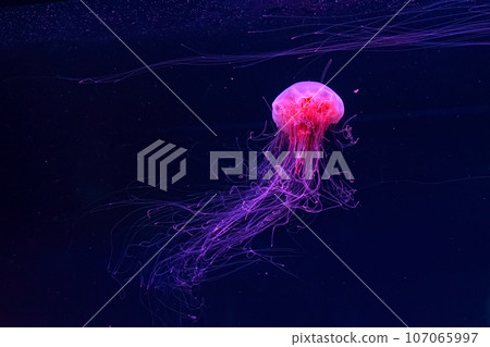 Fluorescent lion's mane jellyfish swimming underwater aquarium pool with red neon light. Fluorescent lion's mane jellyfish swimming underwater aquarium pool with red neon light. 107065997