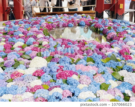 Dazaifu Tenmangu Shrine water and hydrangeas Dazaifu Tenmangu Shrine water and hydrangeas 107066023