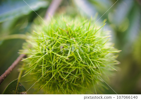 栗果，上面長滿了刺，看起來很痛苦。 107066140