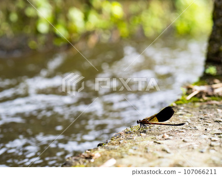 Side view of swamp darner dragonfly Epiaeschna heros Side view of swamp darner dragonfly Epiaeschna heros 107066211
