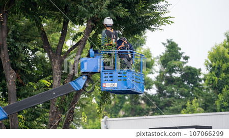 Street tree pruning company that prunes street trees 107066299