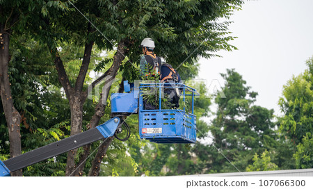 Street tree pruning company that prunes street trees 107066300