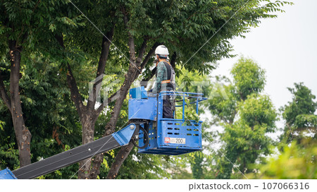 Street tree pruning company that prunes street trees 107066316