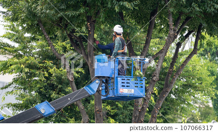 Street tree pruning company that prunes street trees 107066317