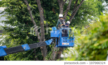 Street tree pruning company that prunes street trees Street tree pruning company that prunes street trees 107066324