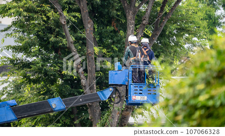 Street tree pruning company that prunes street trees 107066328