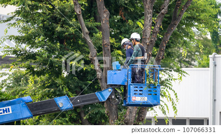 修剪行道樹的行道樹修剪公司 107066331