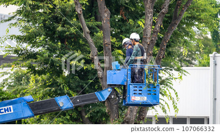 Street tree pruning company that prunes street trees Street tree pruning company that prunes street trees 107066332