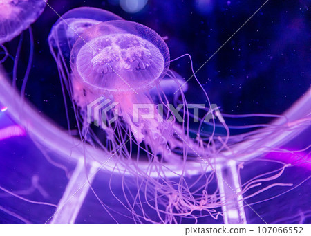 漂浮在水族館中的天草水母（島根縣濱田市/江津市島根海洋博物館 Aquas） 107066552