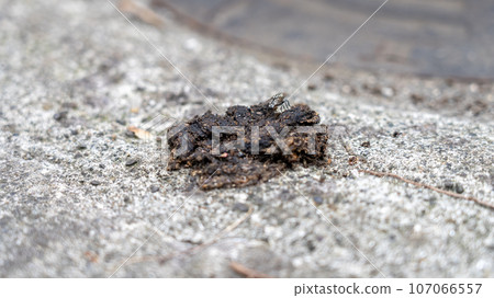 Palm civet droppings on the eaves of private houses Palm civet droppings on the eaves of private houses 107066557