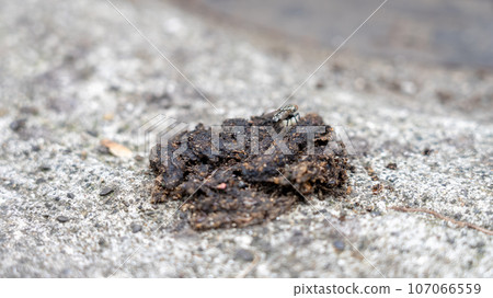 Palm civet droppings on the eaves of private houses 107066559