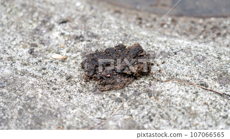 私人住宅屋簷上的果子狸糞便 107066565