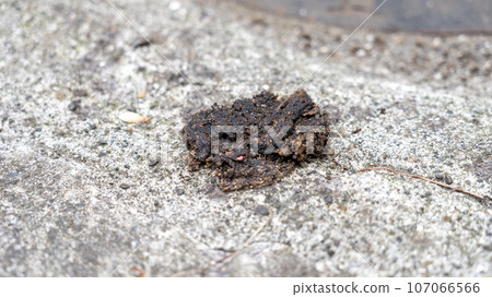 私人住宅屋簷上的果子狸糞便 107066566